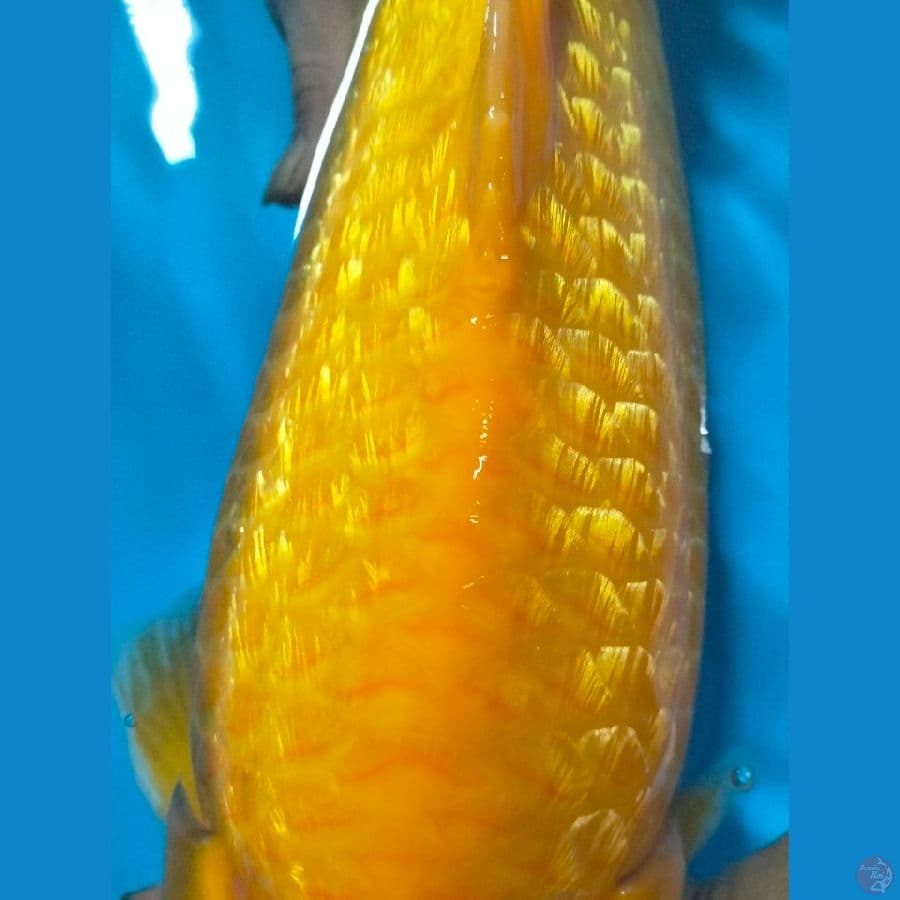 Karashi ginrin JOSS