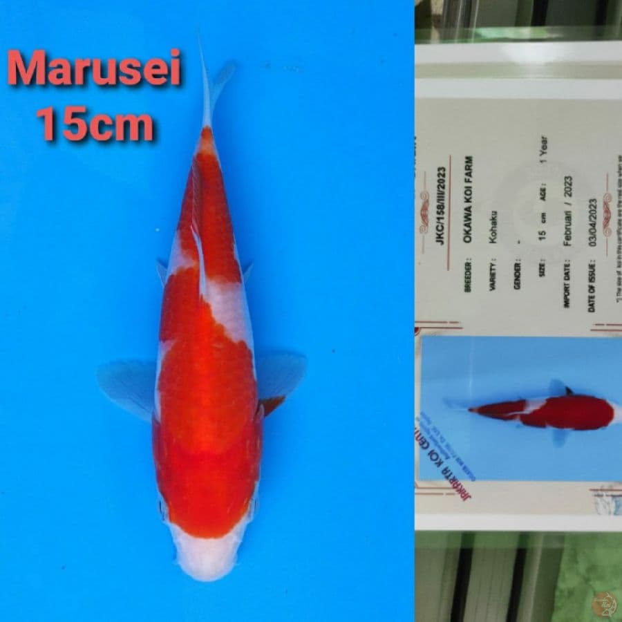 MARUSEI KOHAKU 15CM SERTI