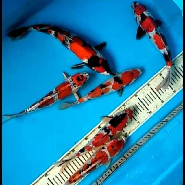 Showa.size.35cm.sama .gosiki.size.25cm