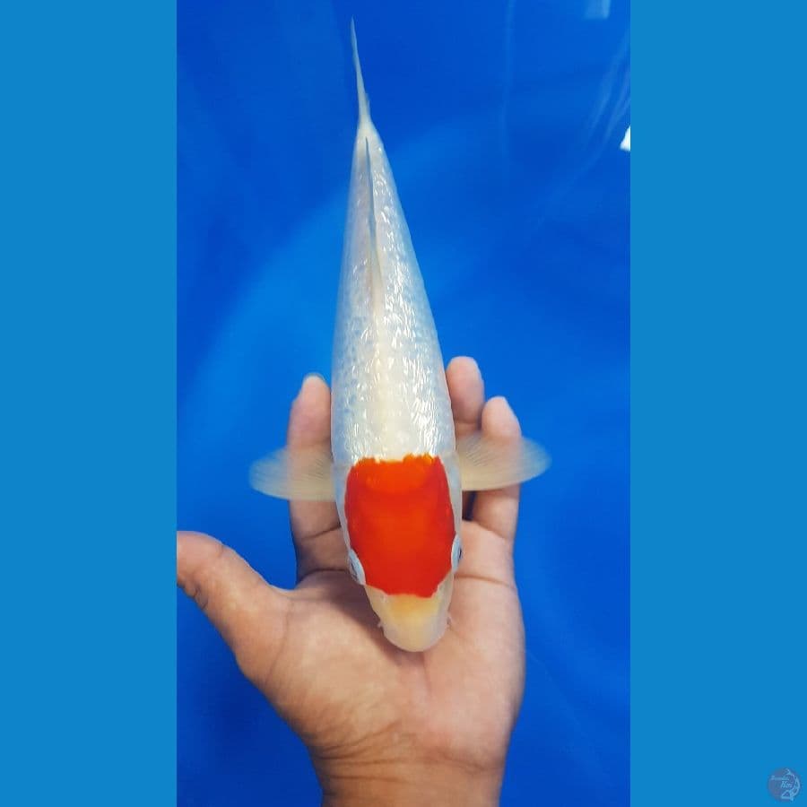 Tancho kohaku ori male 27 cm