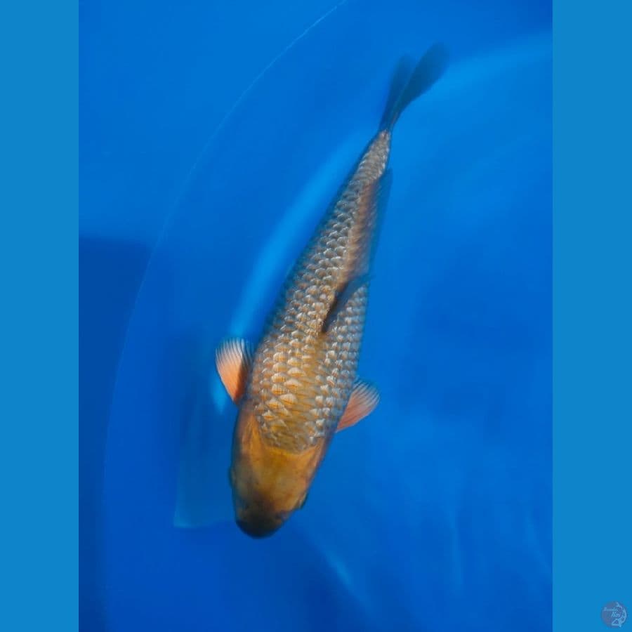 KARAMEL GINRIN 30CM