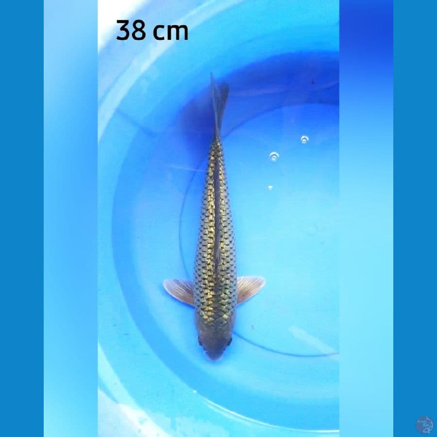 Soragoi 38 cm male