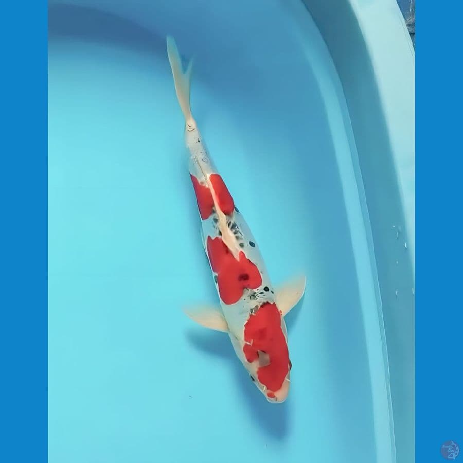 goshiki doitsu 35 cm