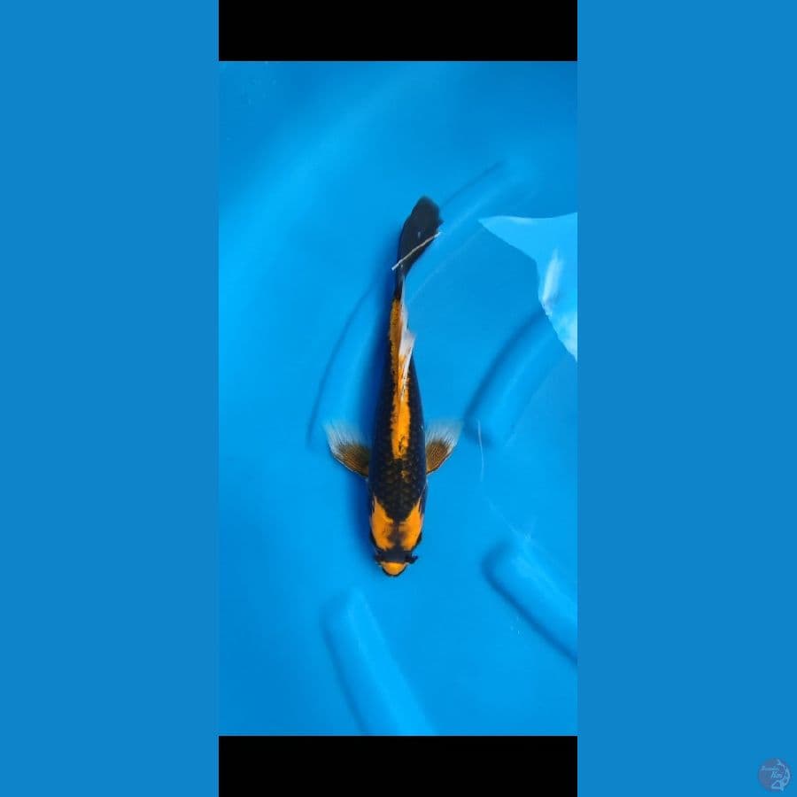 kabuto kumpay 30 cm