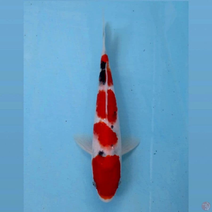 sanke, 22 cm