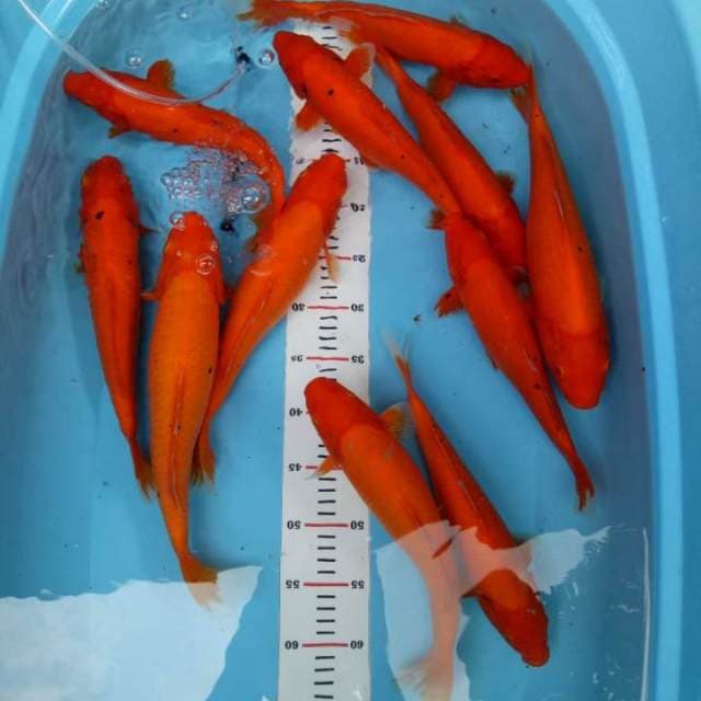 Benigoi 11 ekor 31-37cm