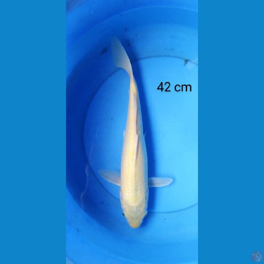 karashi jumbo 42 cm