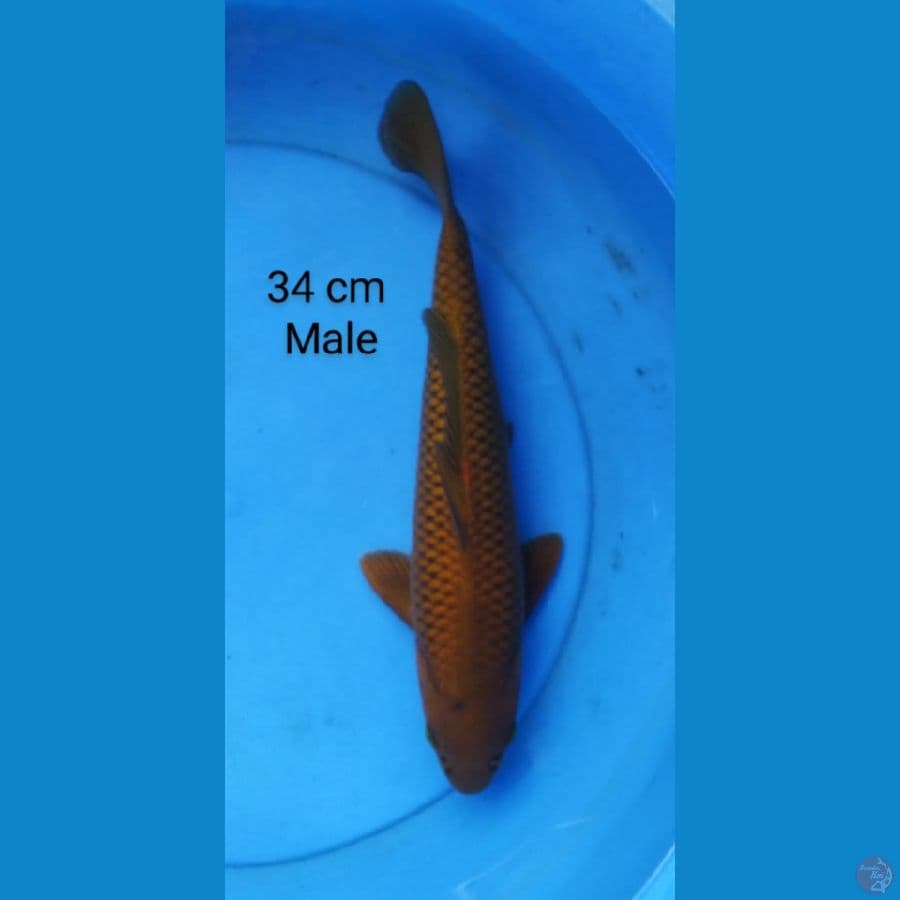 chagoi tembaga male ring rapi 34 cm