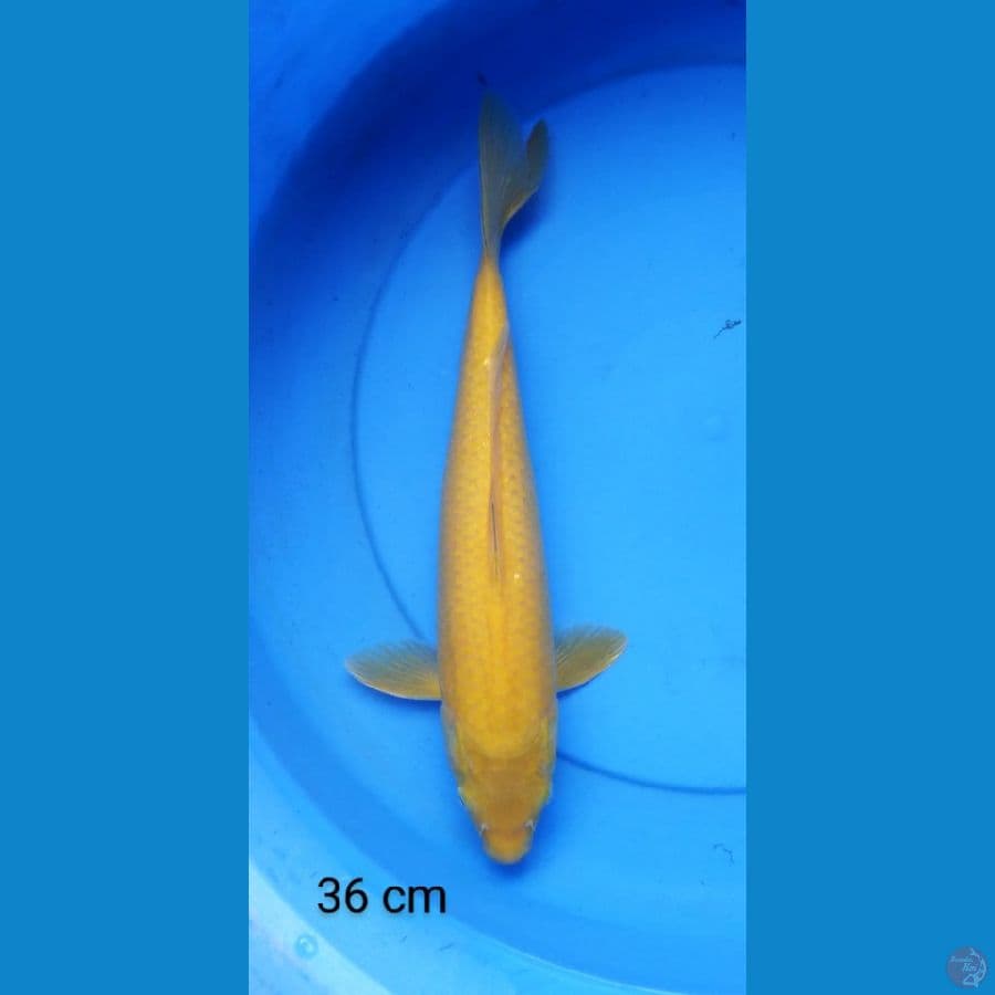 karashi punuk mata merah 36 cm