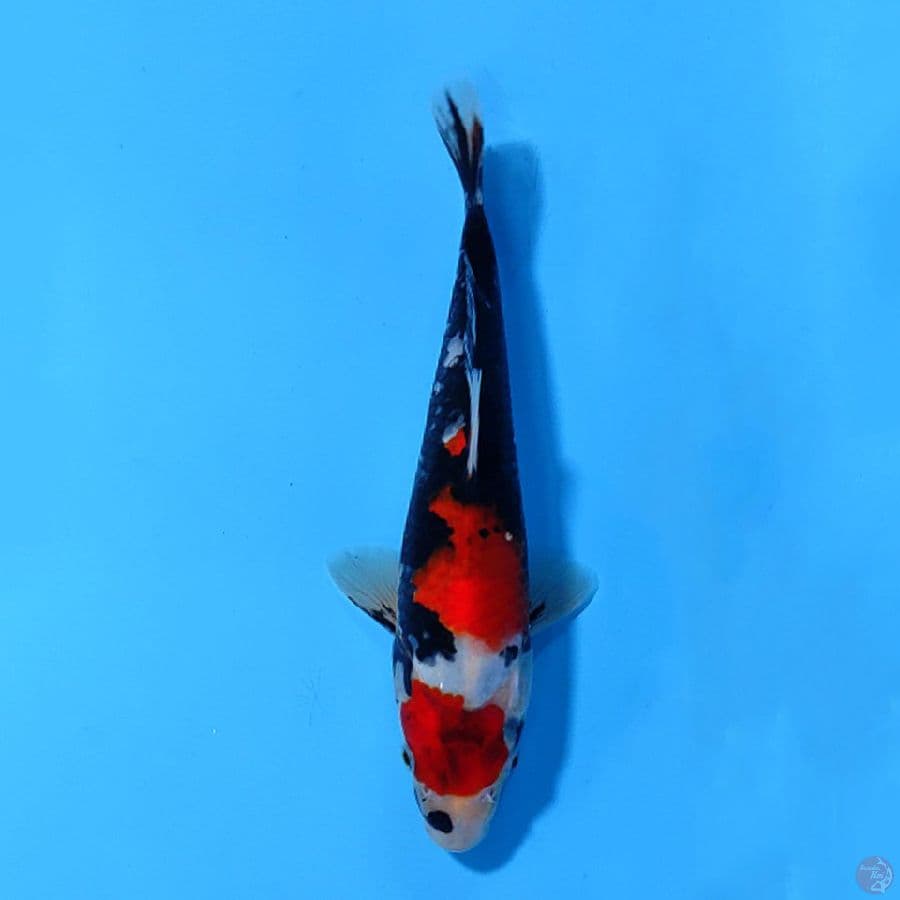 MARUTEN SHOWA GOOD QUALITY 22CM FEMALE