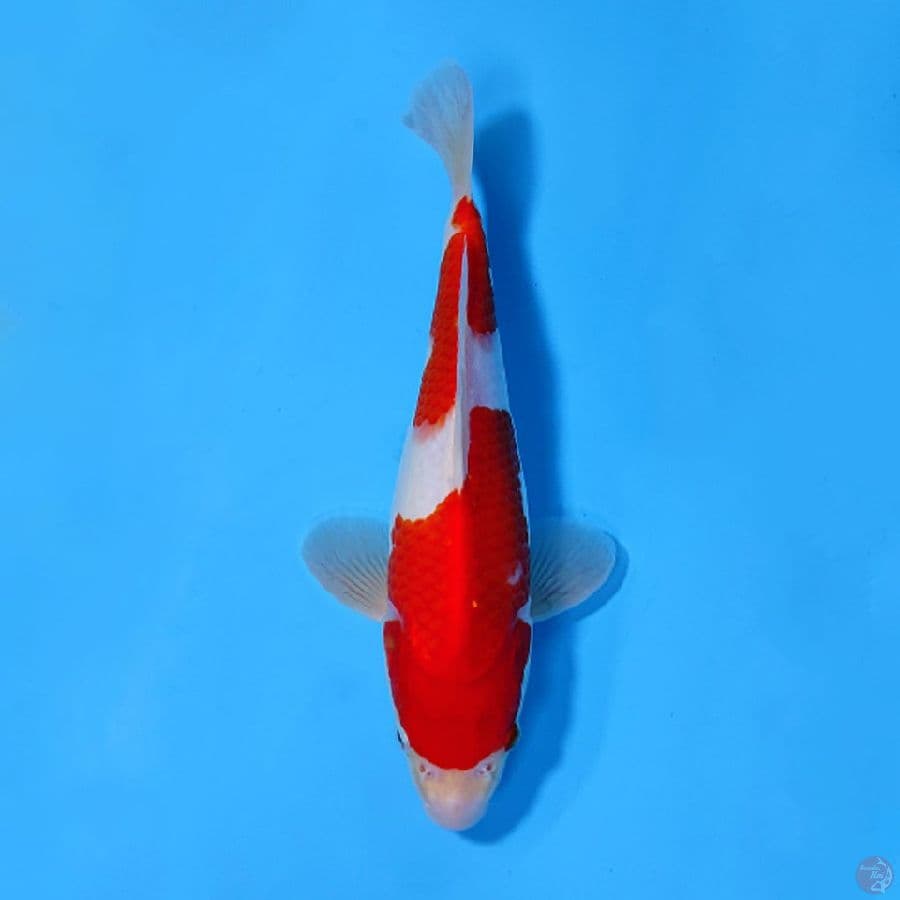 KOHAKU BENI TEBAL BERPUNUK 25CM MALE