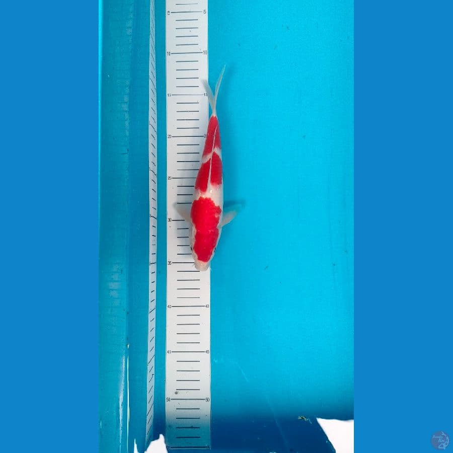 kohaku 22 cm