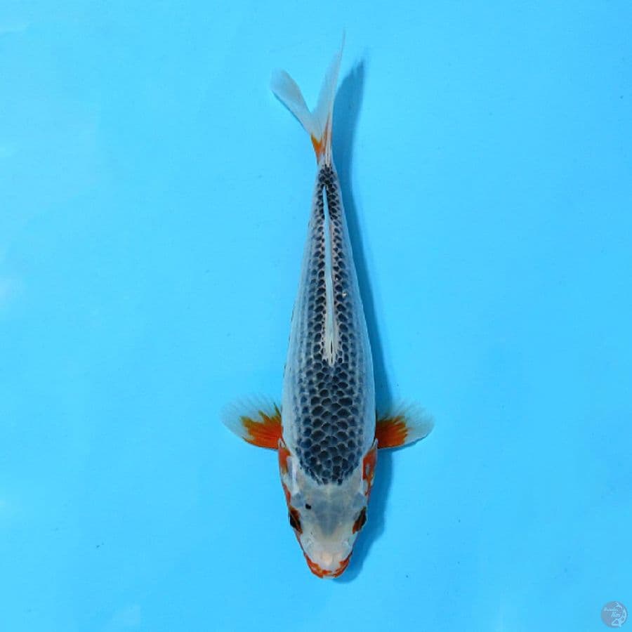 ASAGI SQ 22CM FEMALE