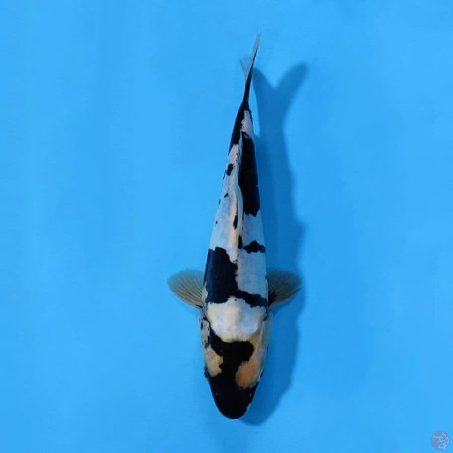 DOITSU SHIRO POLA PETIR 22CM FEMALE