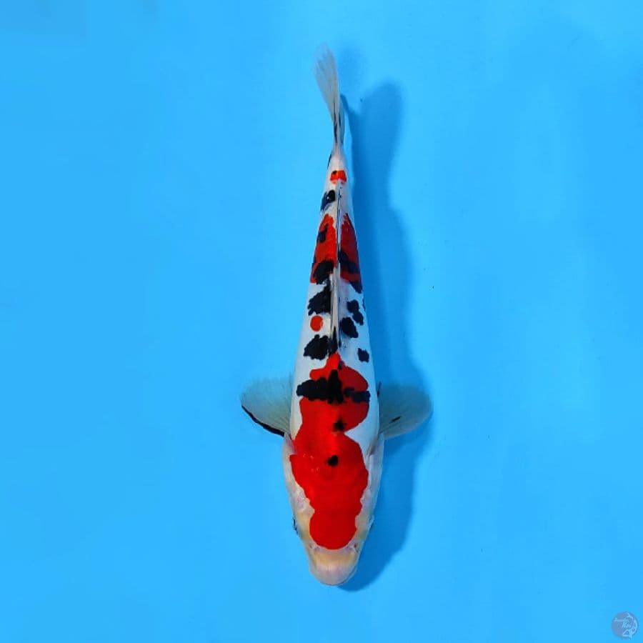DOITSU SANKE 25CM MALE