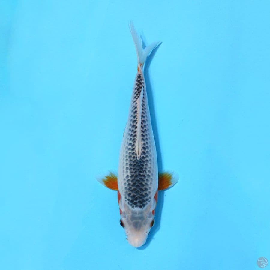 ASAGI SQ 24CM UNCHEK