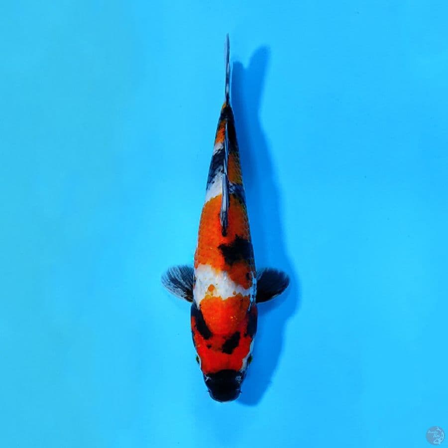 SHOWA ORIGINAL 21CM FEMALE