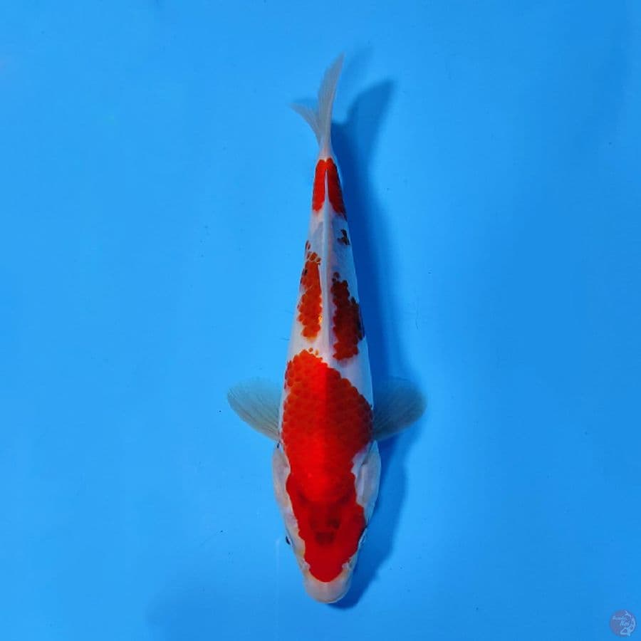 SHOWA TATEGOI PROSPEK BAGUS 22CM FEMALE