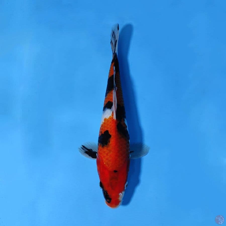 HI SHOWA BERPUNUK 25CM FEMALE