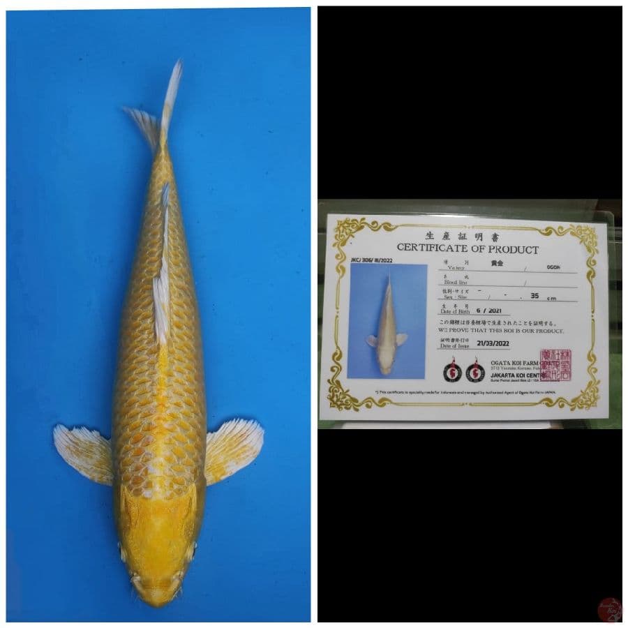 Ogata Ogon