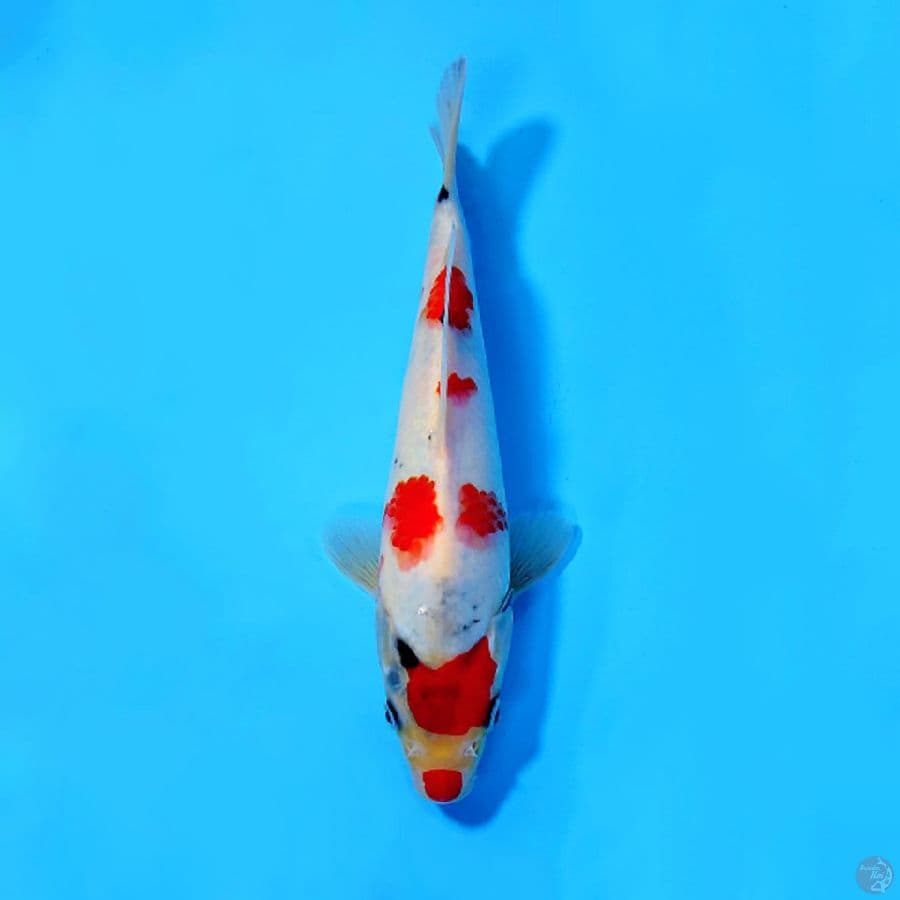 KINDAI SHOWA TATEGOI QUALITY 23CM FEMALE