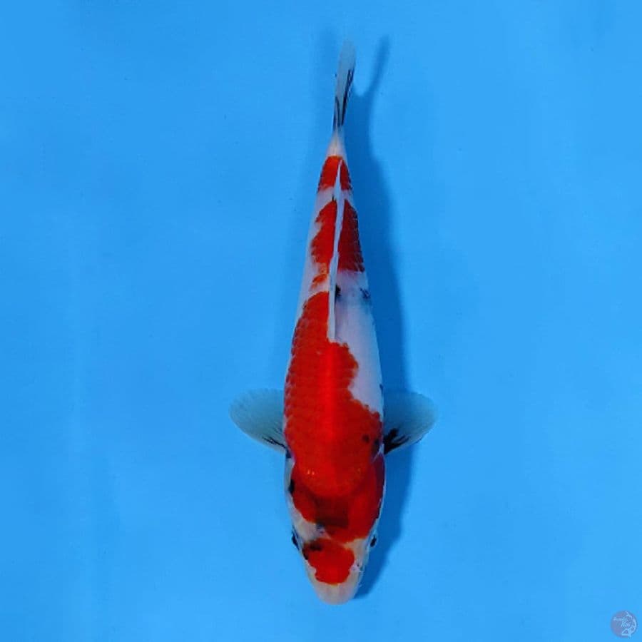 SHOWA TATEGOI PROSPEK BAGUS 20CM FEMALE