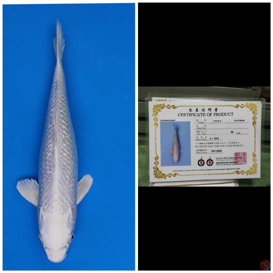 Ogata Platinum