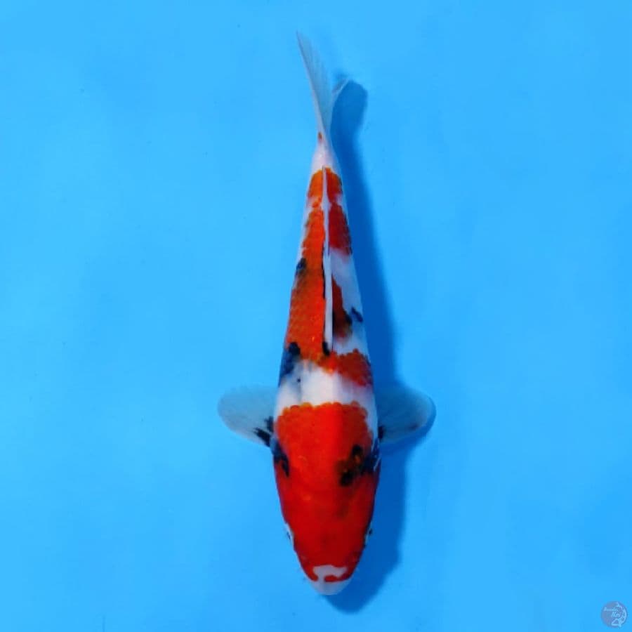 SHOWA HQ BERPUNUK 22CM FEMALE
