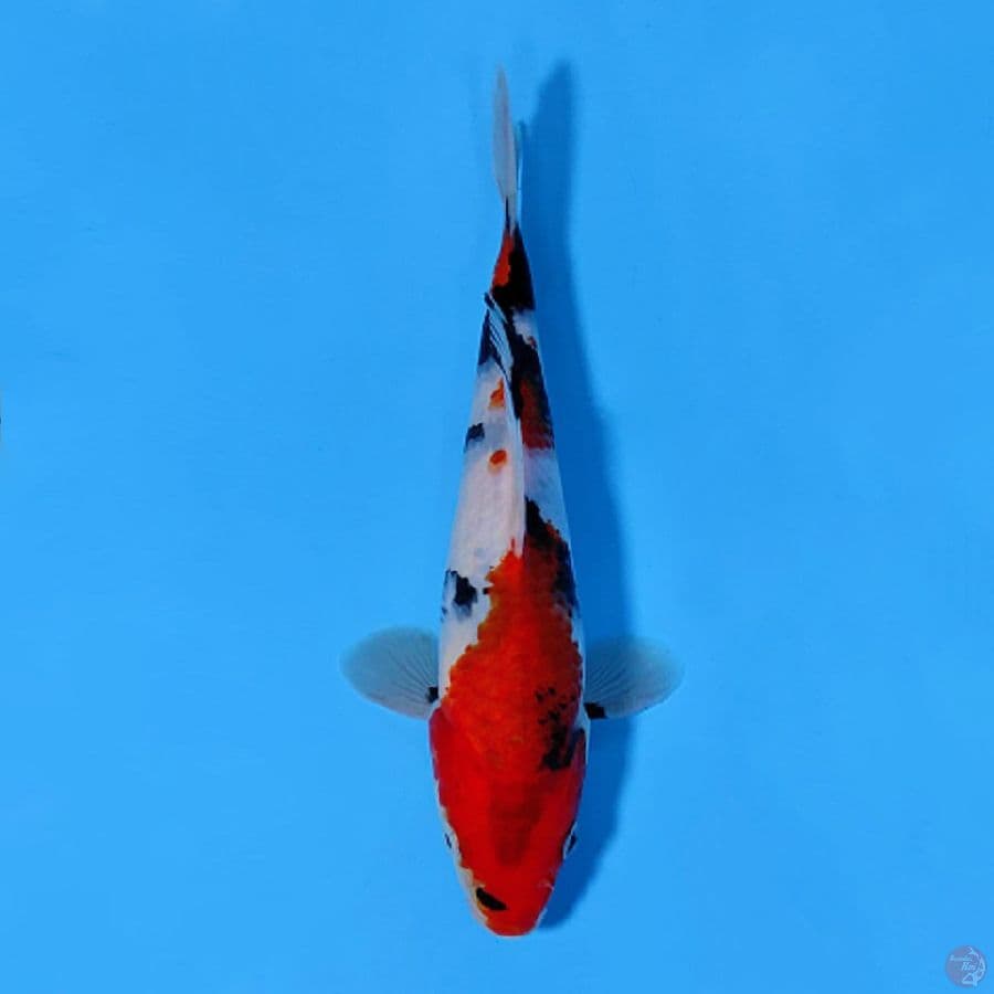 SHOWA TATEGOI QUALITY 20CM FEMALE