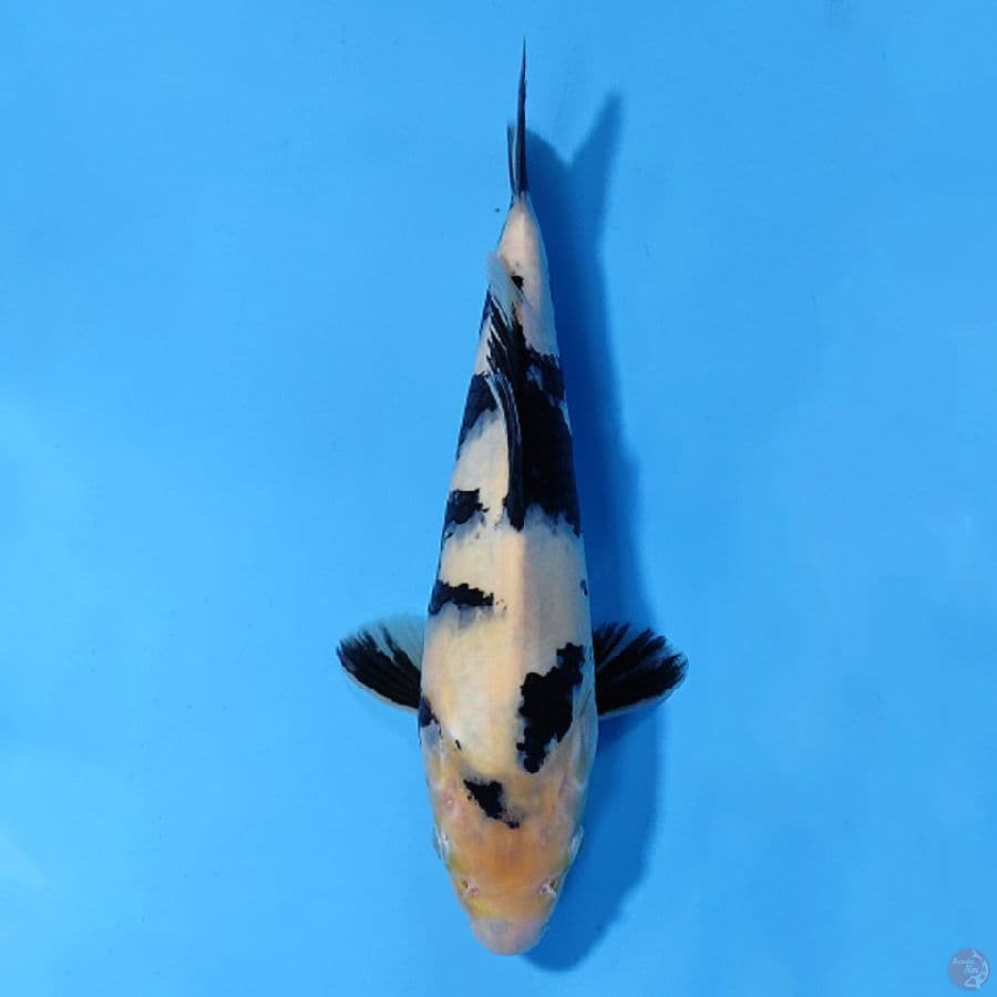 SHIRO UTSURI HITAM PEKAT BERPUNUK 27CM FEMALE