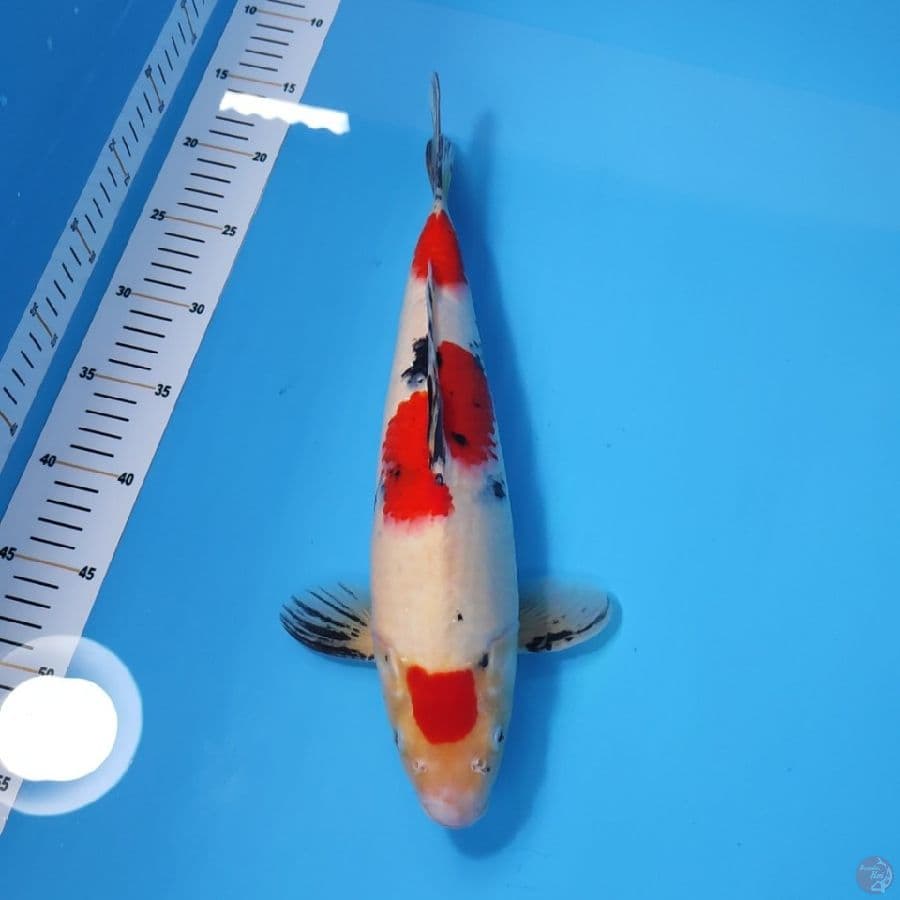 SANKE HQ 36CM - MALE