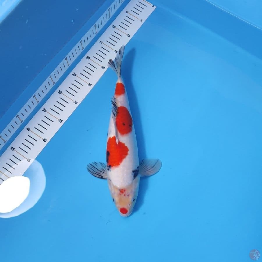 SANKE 33CM - FEEMALE