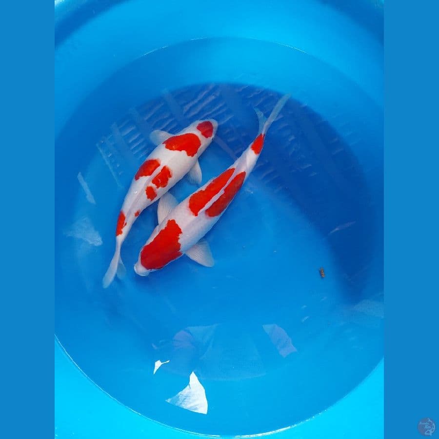 kohaku SQ