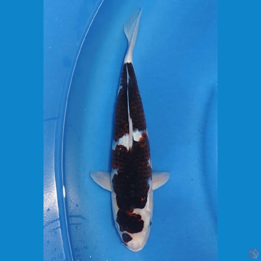 34cm - Budo Goromo Jantan