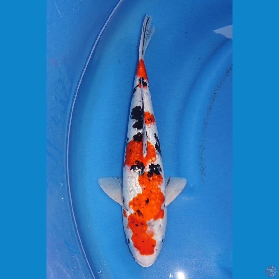 42cm - Jantan Sanke Ginrin Jumbo