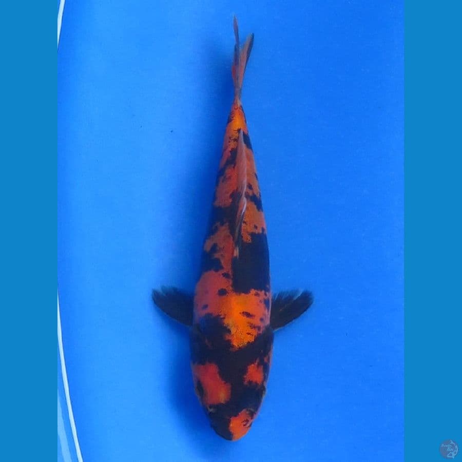 18cm - Utsuri Doitsu Rare - Jantan