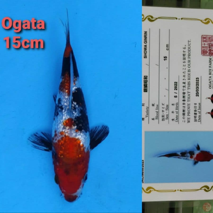 OGATA SHOWA GINRIN 15CM SERTI