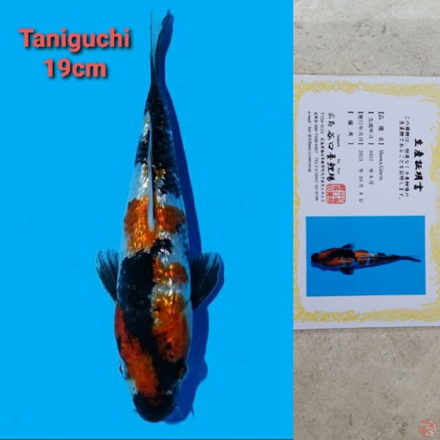 TANIGUCHI SHOWA GINRIN 19CM SERTI