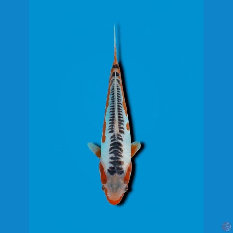 shusui 30cm Male