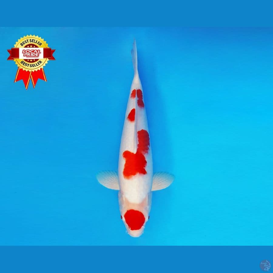 YORI 3 ~ Kohaku 38 cm/fm ™