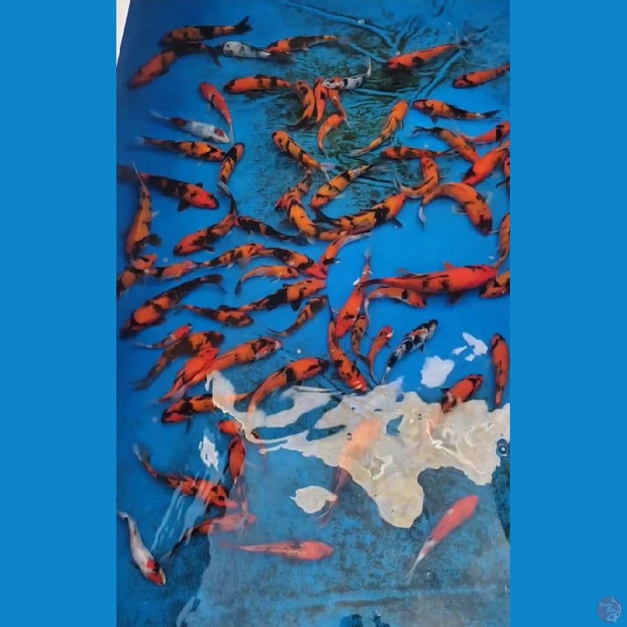 Hiutsuri mix Showa 80 ekor 15-24cm