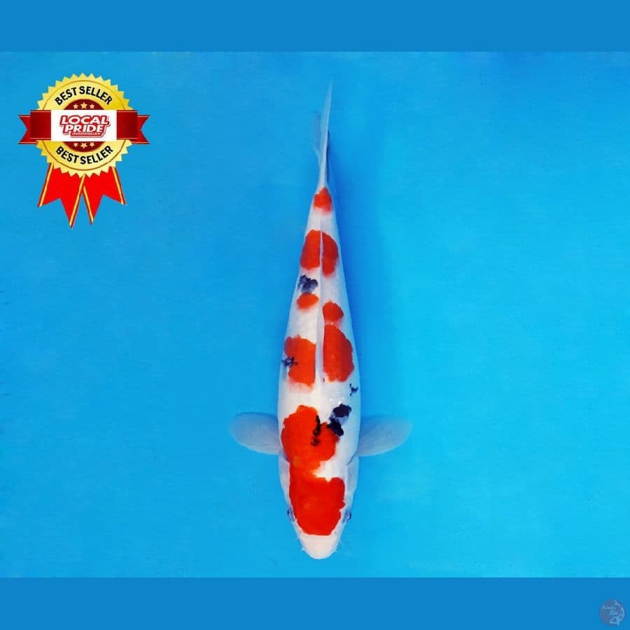YORI 6 ~ Sanke 30 cm/fm ™