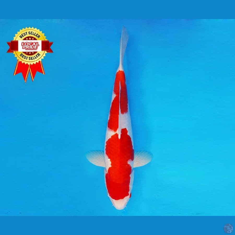 YORI 7 ~ Kohaku 36 cm/male ™