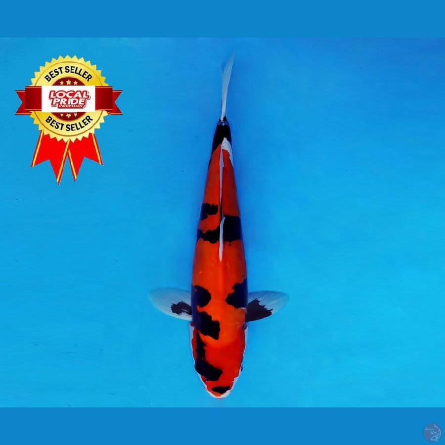 YORI 8 ~ Hi Showa Doitsu 30 cm/fm ™