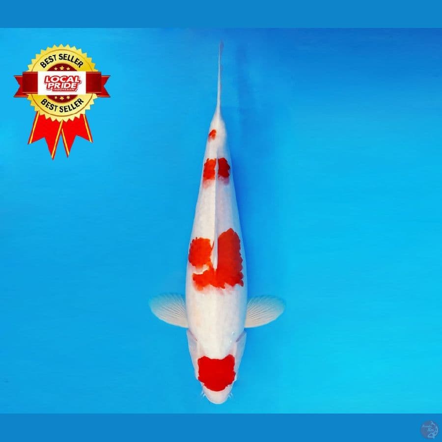 YORI 10 ~ Maruten Kohaku 38 cm/fm ™