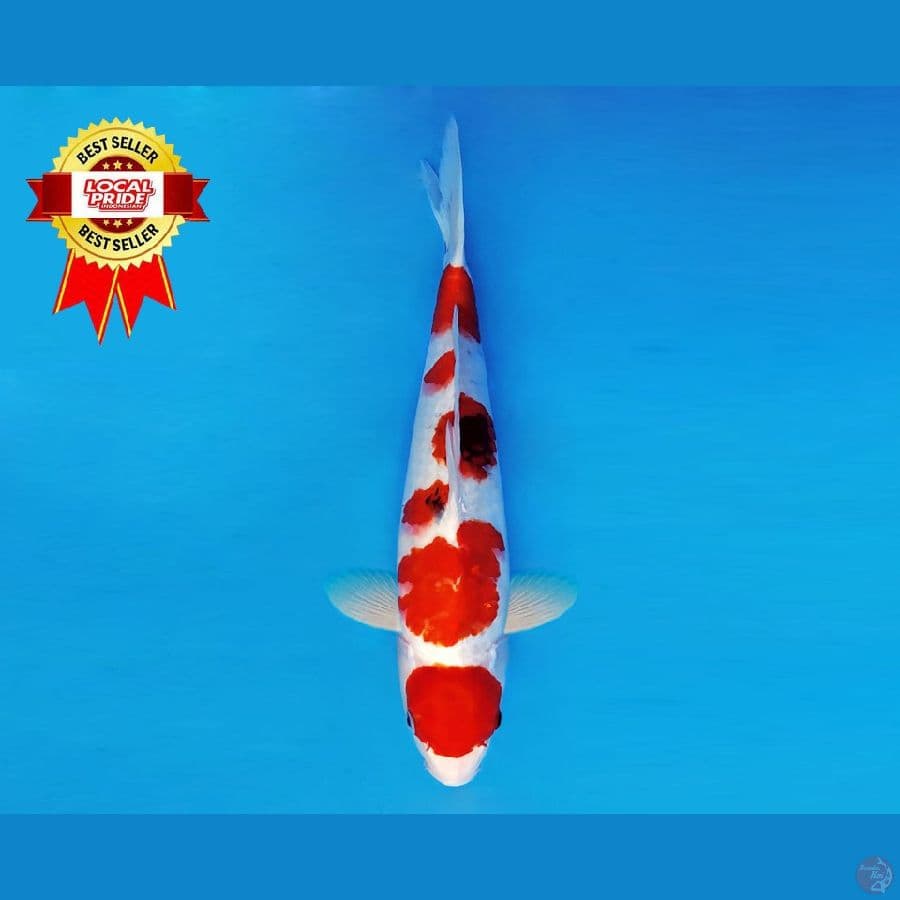 YORI 12 ~ Maruten Showa Evo 38 cm/fm ™