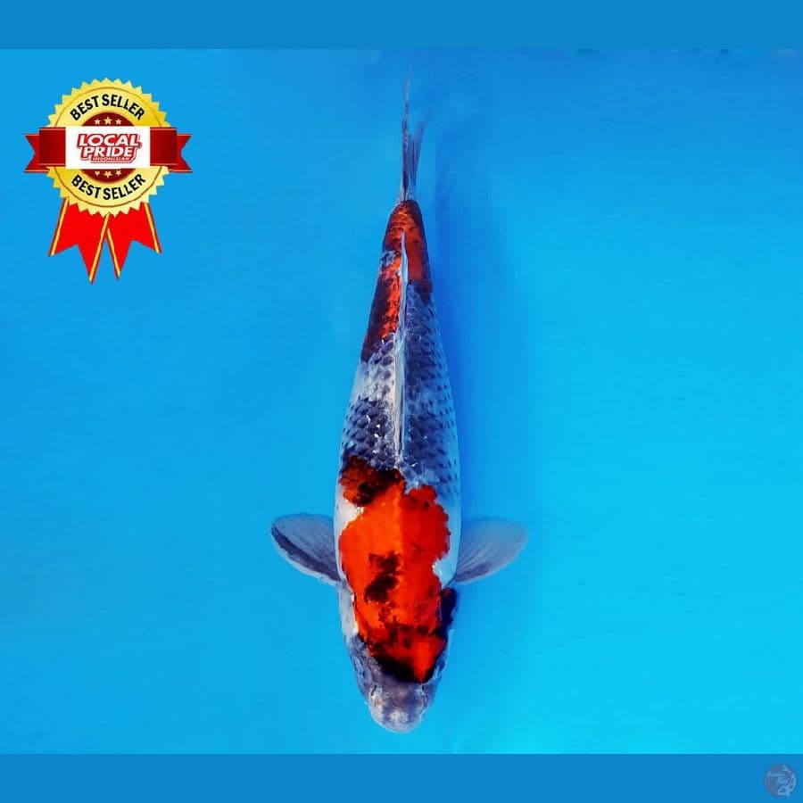 YORI 15 ~ Showa Hikari 36 cm/fm ™