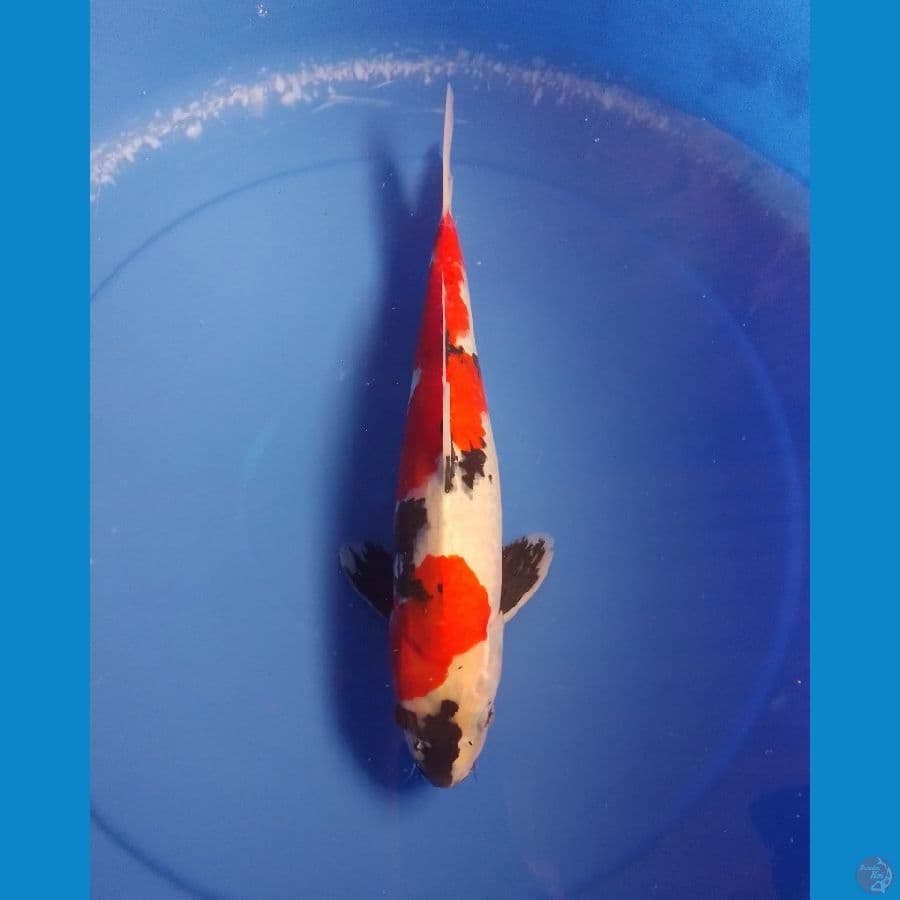 showa 34cm/male