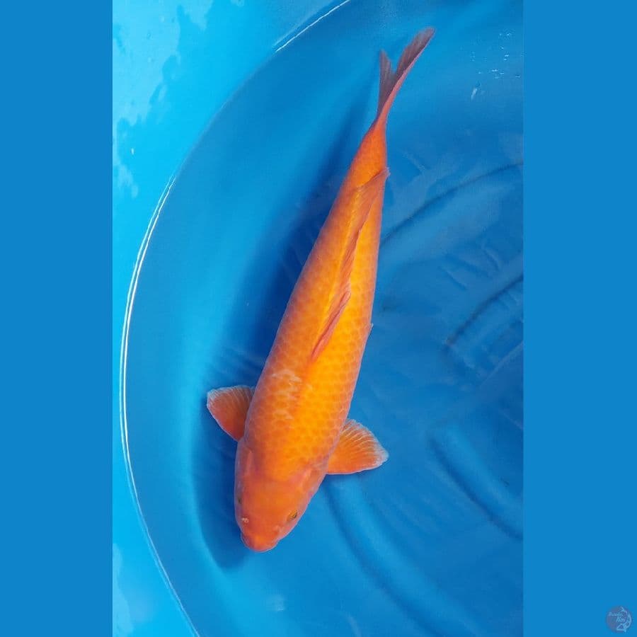 red karasi 60cm