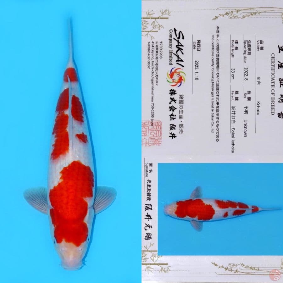 SAKAI SANDAN KOHAKU SQ 41CM